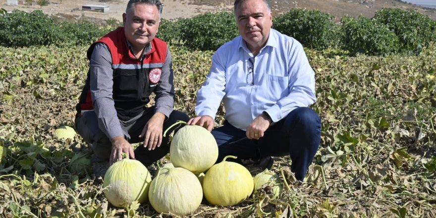 FOÇA'DA KAVUN HASAT ŞENLİĞİ KUTLANDI