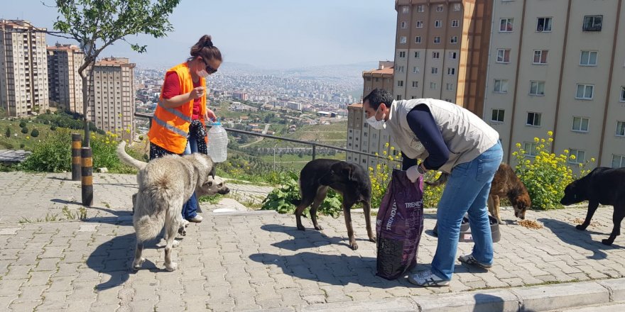 İZMİR VALİLİĞİ 30 İLÇEDE HER GÜN SOKAK HAYVANLARINI BESLİYOR